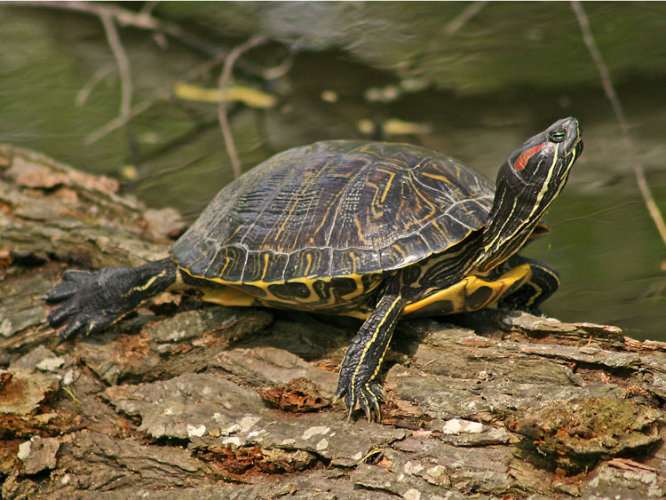 Черепахи минск. Красноухая Пресноводная черепаха. Красноухая водоплавающая черепаха. Красноухая черепаха земноводная. Красноухая Болотная черепаха.